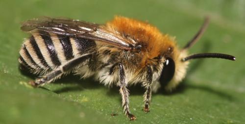 Colletes sp.